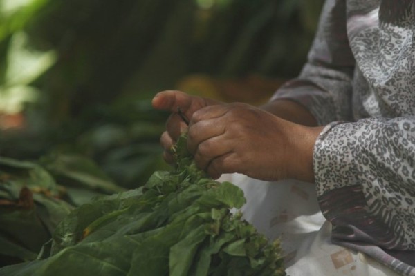 النساء والتبغ &hellip; تقرير استقصائي